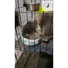 Trixie Ceramic Bowl - kerámia tál (színes) rágcsálók részére (80mll /Ø8cm)