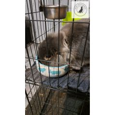   Trixie Ceramic Bowl - kerámia tál (színes) rágcsálók részére (80mll /Ø8cm)