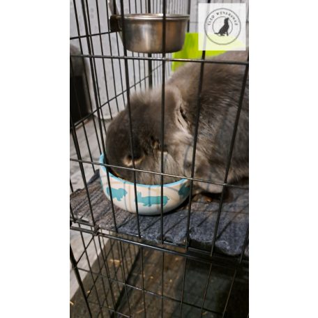 Trixie Ceramic Bowl - kerámia tál (színes) rágcsálók részére (80mll /Ø8cm)