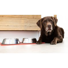 Idős vagy túlsúlyos kutyáknak