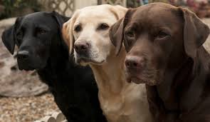 Kutyafajták képekkel - Labrador Retriver